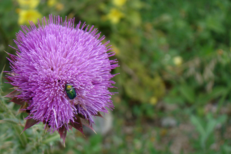 Gandacel scormonitor