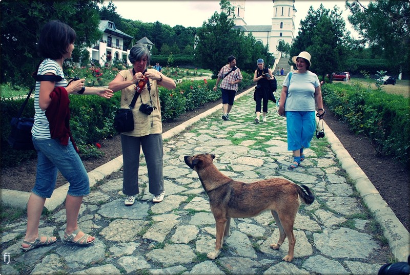 24-doamna-simona-ofera-biscuiti