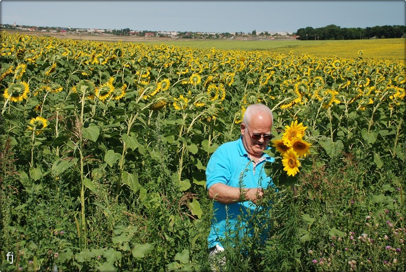 9-cu-si-prin-floarea-soarelui