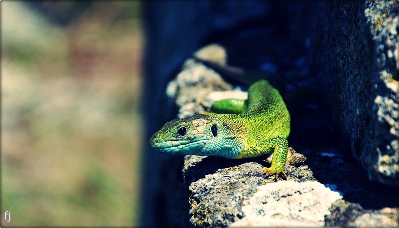 12-soparla-la-histria