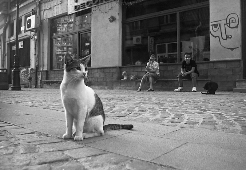 10_splai-opera_11_site