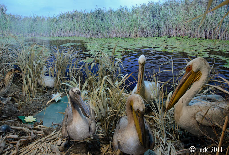 Imagine surprinsa la ,,Acvariul - Muzeul Delta Dunarii ,,