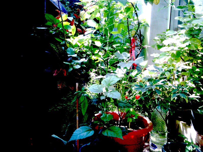 img03953-20110910-1243_ps