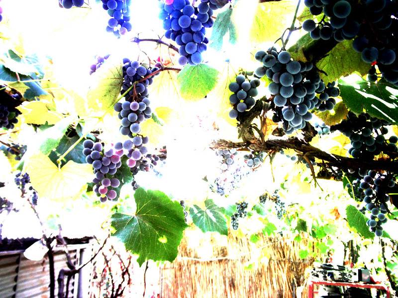 sam_1100_micsorata_ps