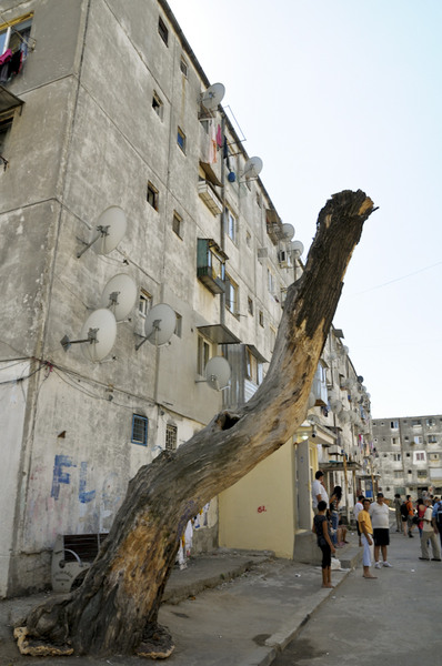 Ultimul lemn ca vine iarna