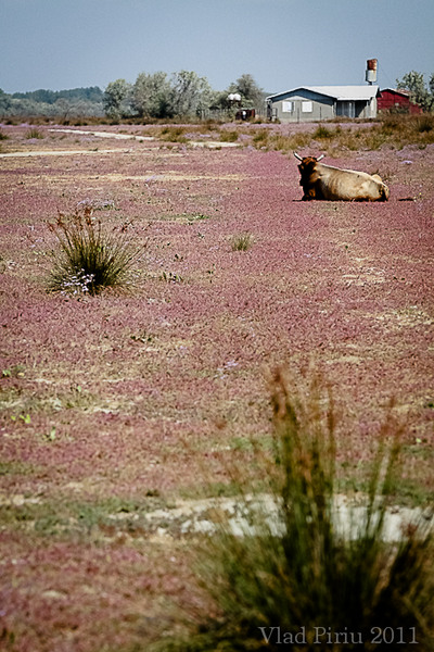 Peisaj cu rumegatoare
