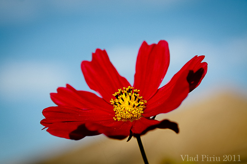 Amintiri din copilarie!