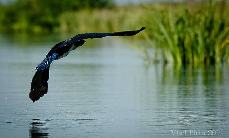 Uff, iar trebuie sa imi caut un nou cuib!