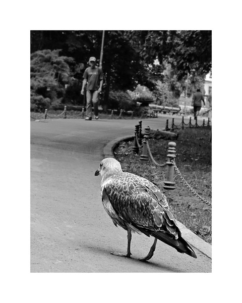 carmen_a-popei_aspiratii