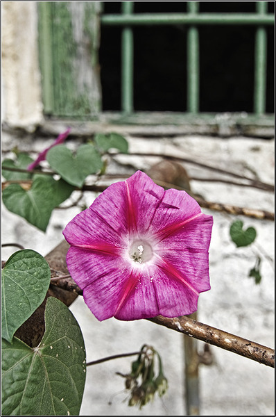 serbanvornicu_fortul13_22