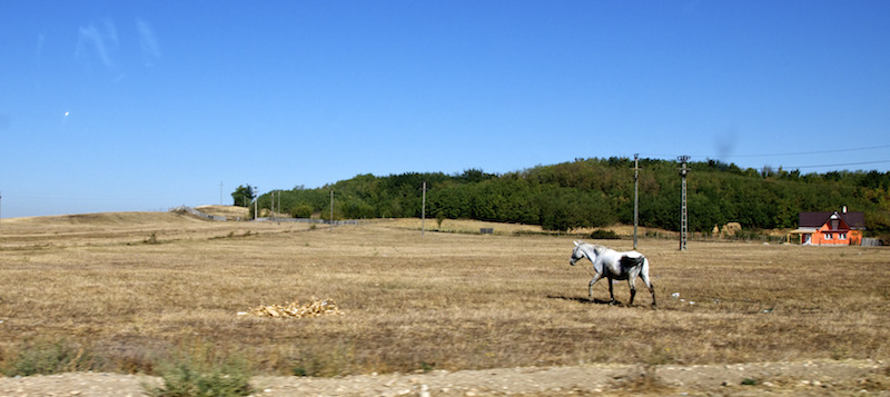 Spre casa pe caii va rog