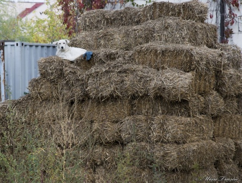 orasul_strada_parc_5