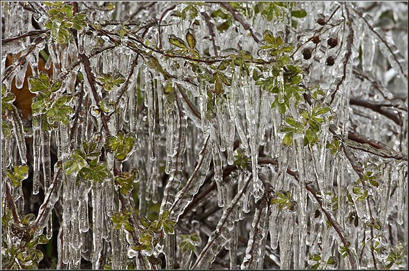 serbanvornicu_stanaregala_001