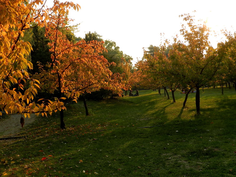 12-gradina-japoneza-din-herastrau