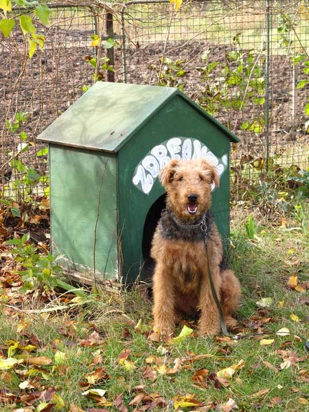 Un fel de...Zdreanta