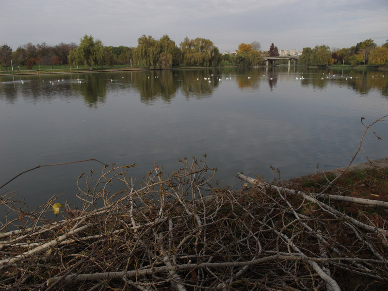 lac in Parcul Tineretului