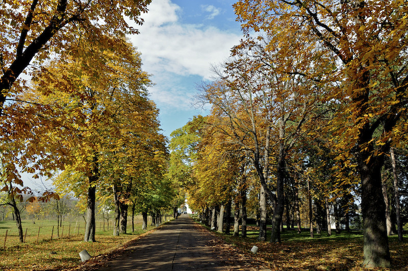 Aleea toamnei