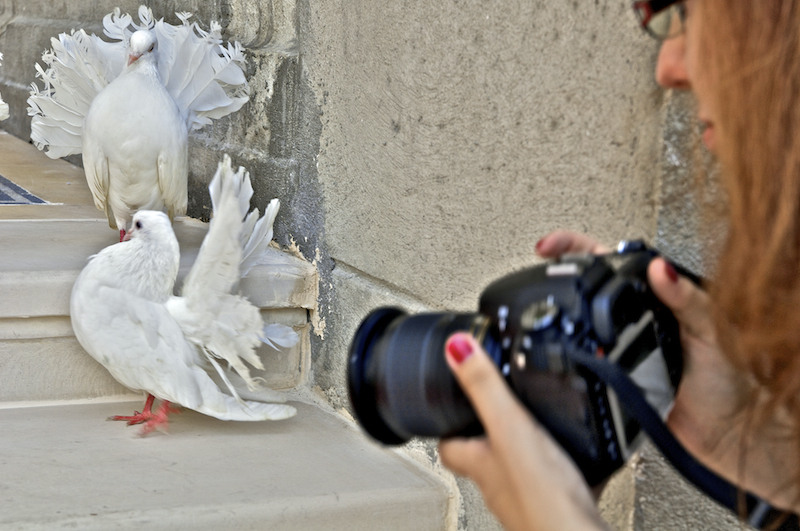 O porumbita fotografiaza