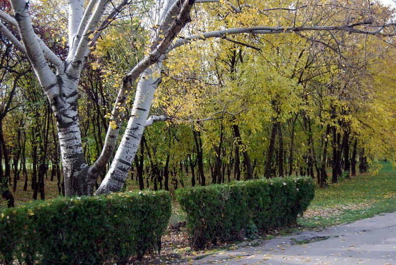 parcul_tineretului