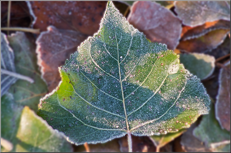 serbanvornicu_1decembrie2011_04