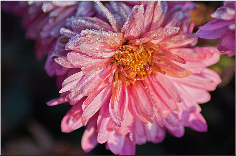 serbanvornicu_1decembrie2011_05