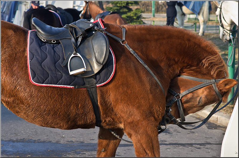 serbanvornicu_1decembrie2011_08