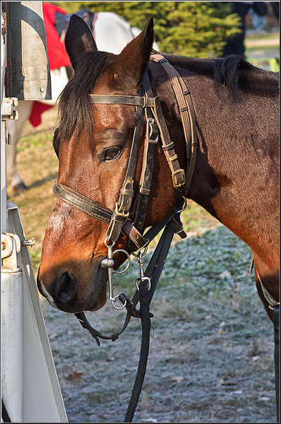 serbanvornicu_1decembrie2011_09