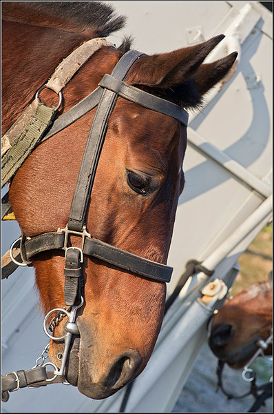 serbanvornicu_1decembrie2011_10