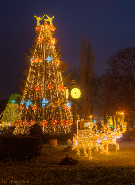 003_bradul-de-craciun-cismigiu