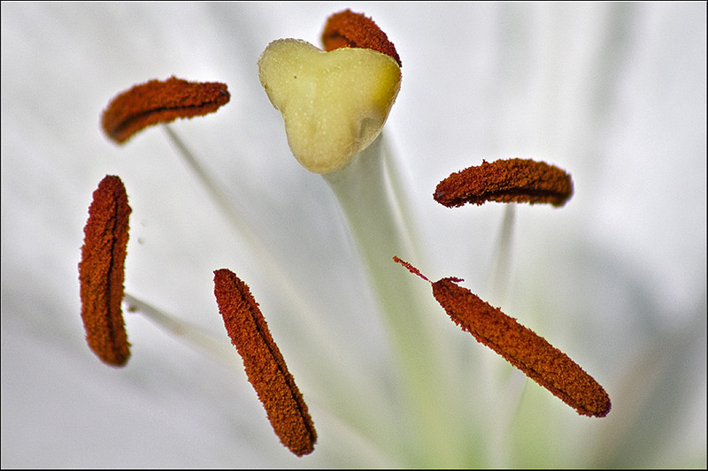 serbanvornicu_selectie_2011_06