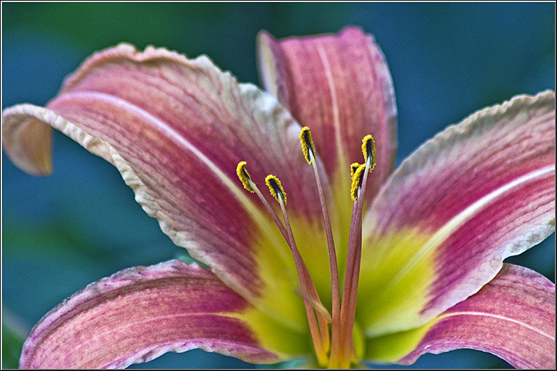 serbanvornicu_selectie_2011_07