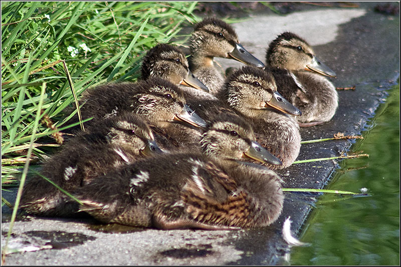 serbanvornicu_selectie_2011_08