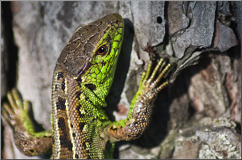 serbanvornicu_selectie_2011_09