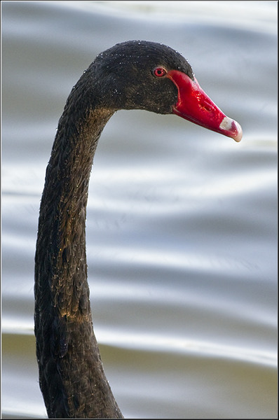 serbanvornicu_selectie_2011_12