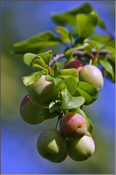 serbanvornicu_selectie_2011_31