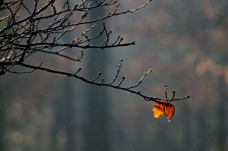 dungha_despre-doua-frunze_dng9902