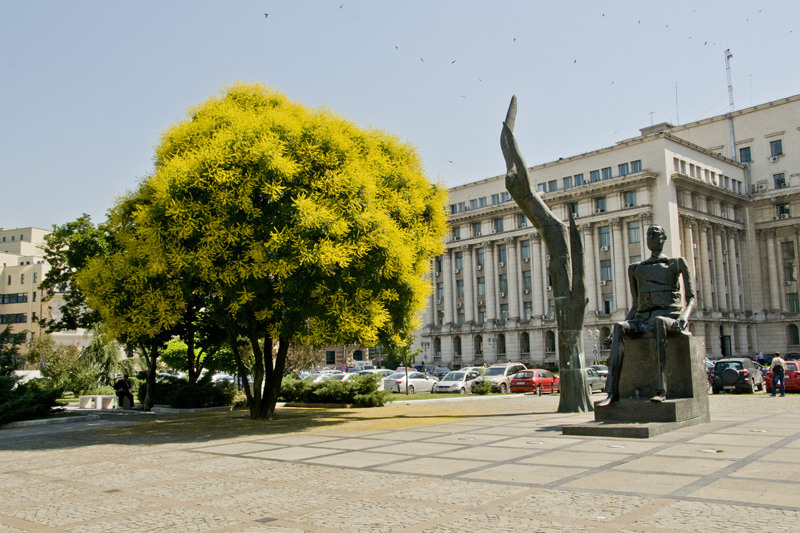 dungha_galben_dng6872