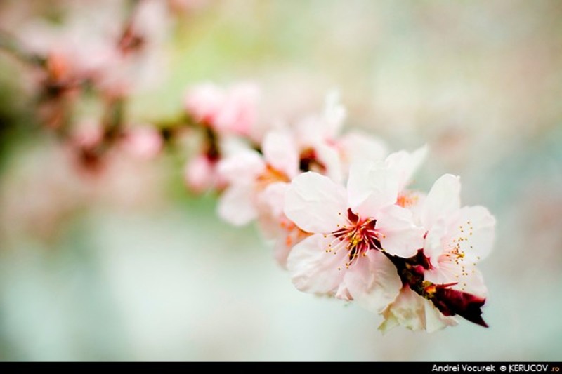 kerucov_04_bucuresti110408_delicat