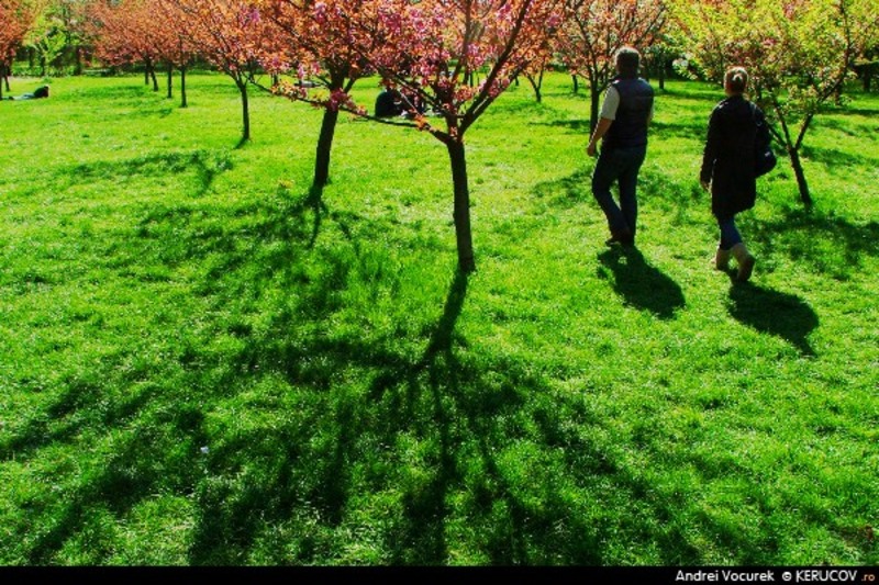 kerucov_06_bucuresti110423_gradina_japoneza