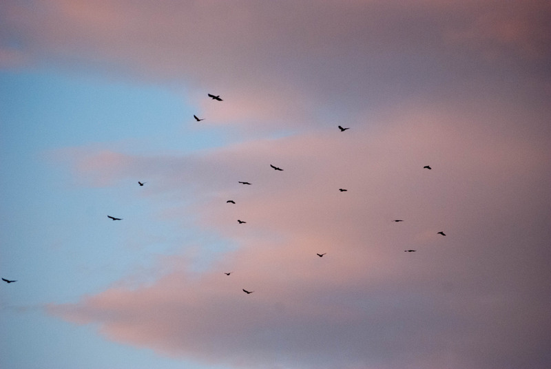 foisorul-de-foc-14012012-12