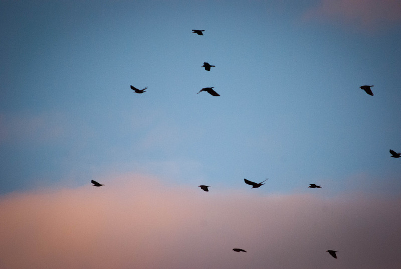 foisorul-de-foc-14012012-13