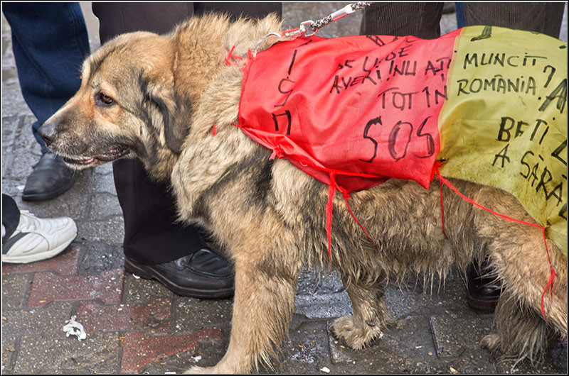 serbanvornicu_p_universitatii2012_14