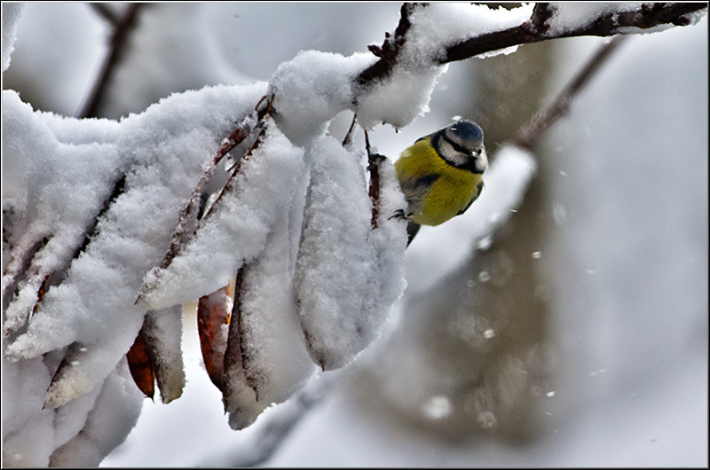 serbanvornicu_iarna_01