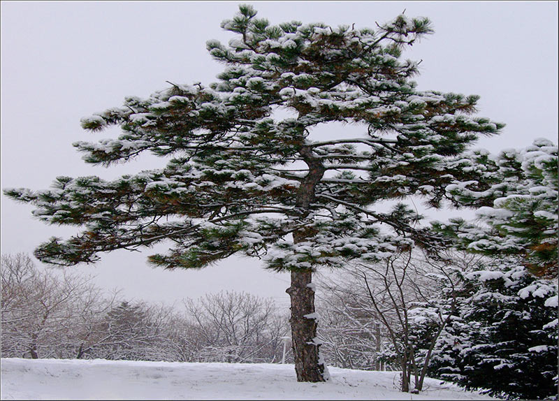 serbanvornicu_iarna_03