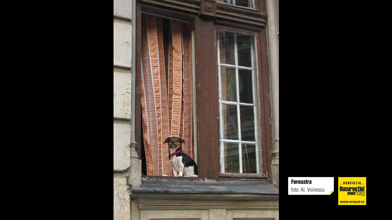 alexandru_voinescu_fereastra