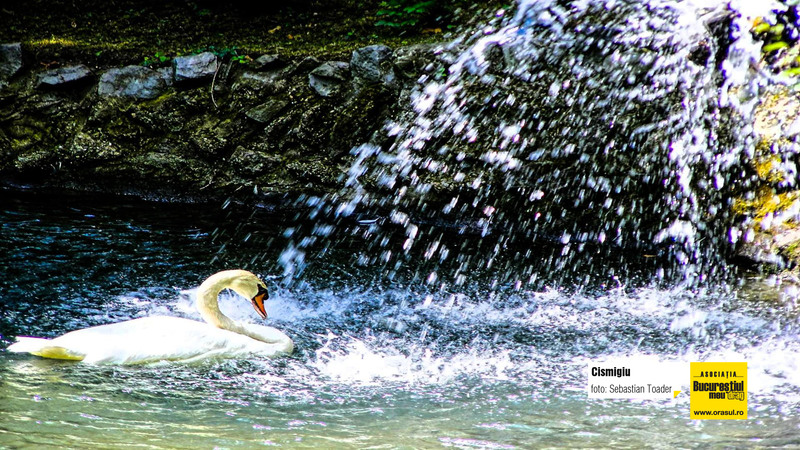 sebastian_toader_cismigiu