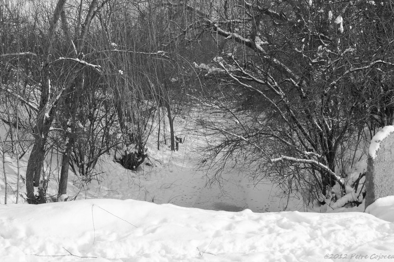 pc-orasulrochiajna0004