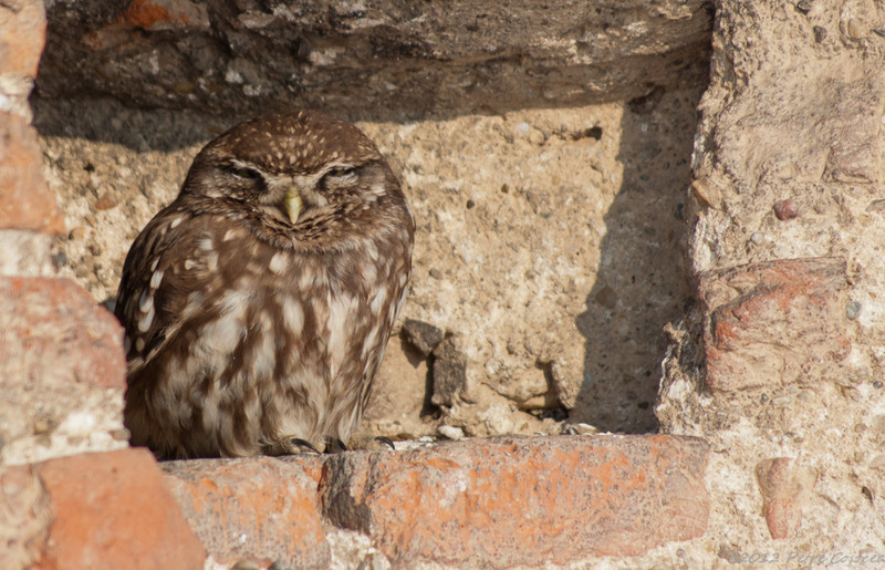 pc-orasulrochiajna0009