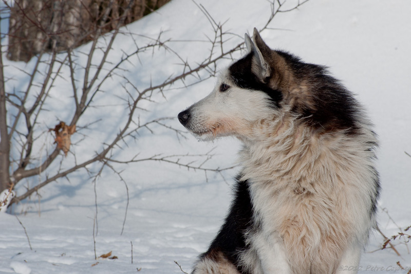 pc-orasulrochiajna0028