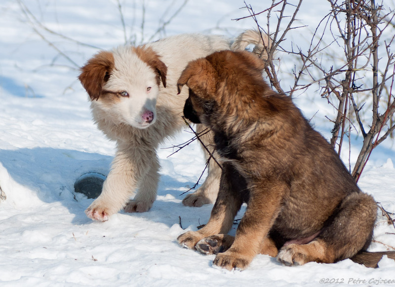 pc-orasulrochiajna0029